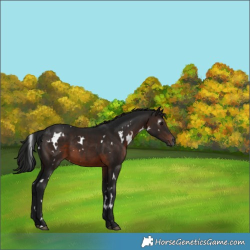 Horse Color:Gray White Spotted Brown 