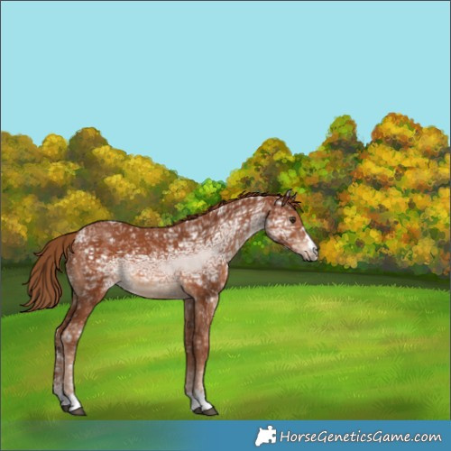Horse Color:Chestnut Ice 