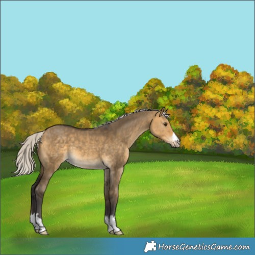 Horse Color:Silver Buckskin Dun 