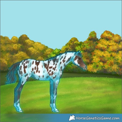 Horse Color:Thunderstruck Liver Chestnut Appaloosa 