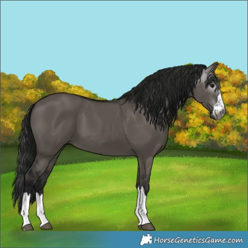 Horse Color:Gray Grullo 