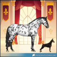 Horse Color:Smoky Black Near Leopard Rabicano