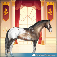 Horse Color:Brown Onyx Appaloosa Rabicano
