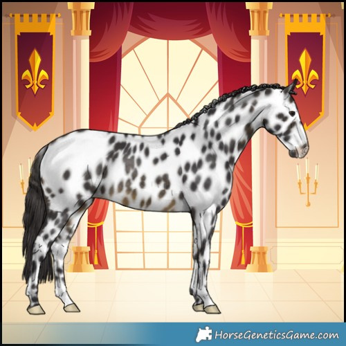 Horse Color:Buckskin Appaloosa Rabicano 