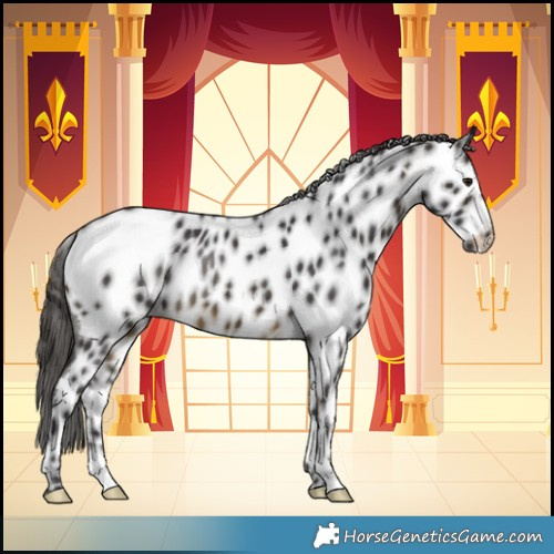 Horse Color:Buckskin Near Leopard Rabicano
