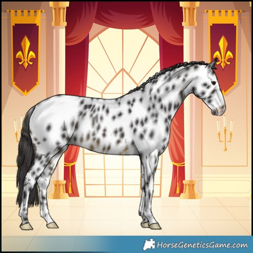 Horse Color:Buckskin Near Leopard Rabicano 