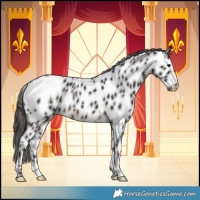 Horse Color:Buckskin Near Leopard Rabicano