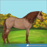 Horse Color:Red Dun