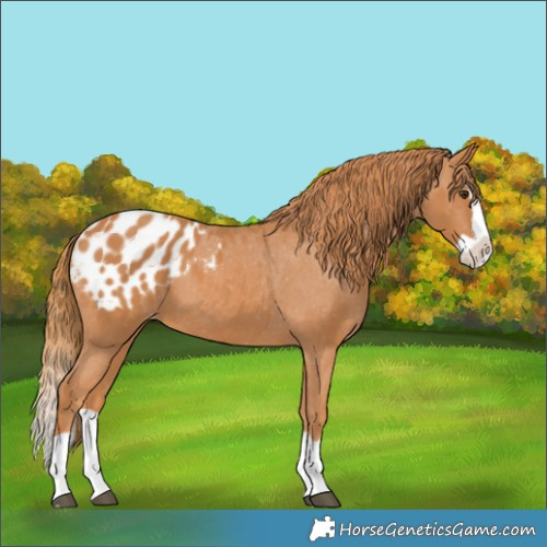 Horse Color:Chestnut Splash Appaloosa 