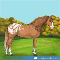 Horse Color:Chestnut Splash Appaloosa