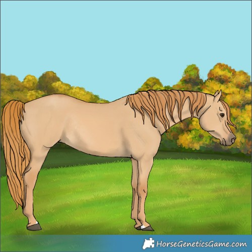 Horse Color:Red Dun Rabicano