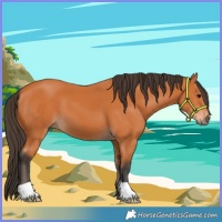 Horse Color:Bay 