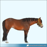 Horse Color:Bay  and Bay 