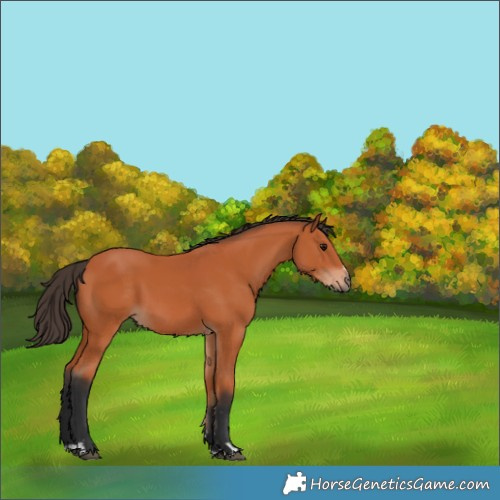 Horse Color:Bay 