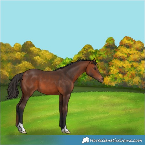 Horse Color:Bay 