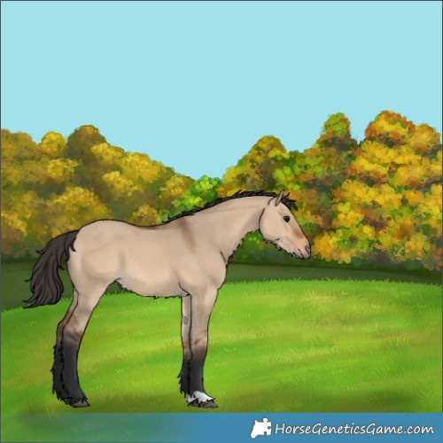 Horse Color:Bay Dun 