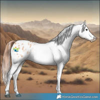 Horse Color:Bay Dun Sabino Appaloosa