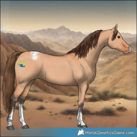 Horse Color:Bay Dun Sabino Appaloosa 