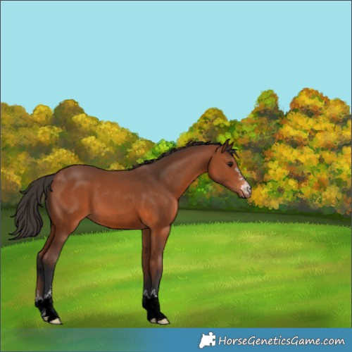 Horse Color:Bay 