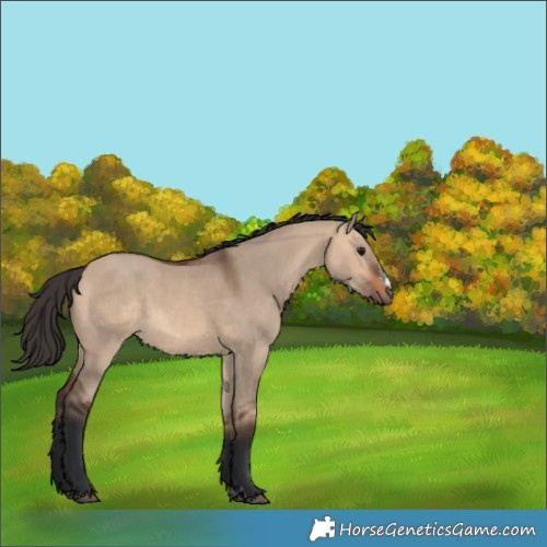 Horse Color:Bay Dun 