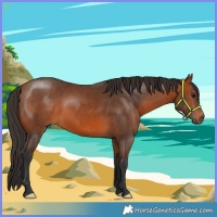 Horse Color:Bay 