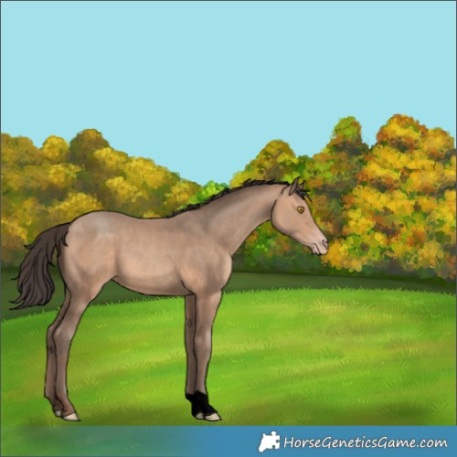 Horse Color:Amber Champagne 