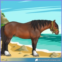 Horse Color:Bay 