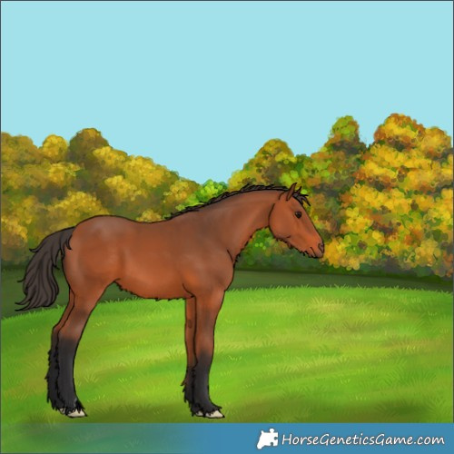 Horse Color:Bay 