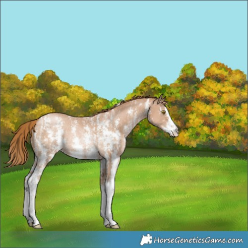 Horse Color:Chestnut Pearl Sabino Rabicano 