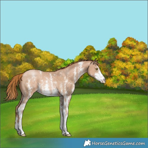 Horse Color:Chestnut Pearl Sabino 