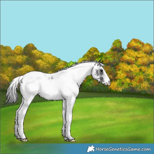 Horse Color:White Spotted Black Rabicano 