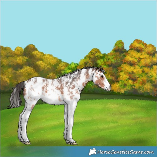 Horse Color:Bay Sabino 