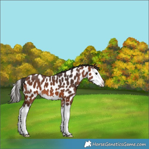 Horse Color:Bay Splash Appaloosa 