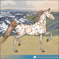 Horse Color:Chestnut Appaloosa