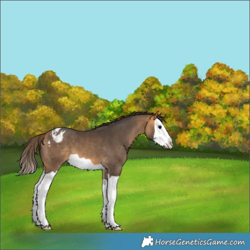 Horse Color:Buckskin Splash Appaloosa 