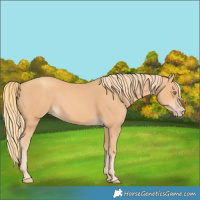 Horse Color:Gold Champagne 