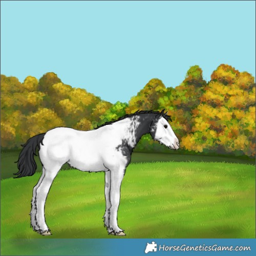 Horse Color:Black Splash Near Fewspot 