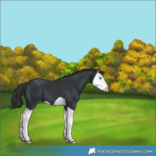 Horse Color:Black Splash 