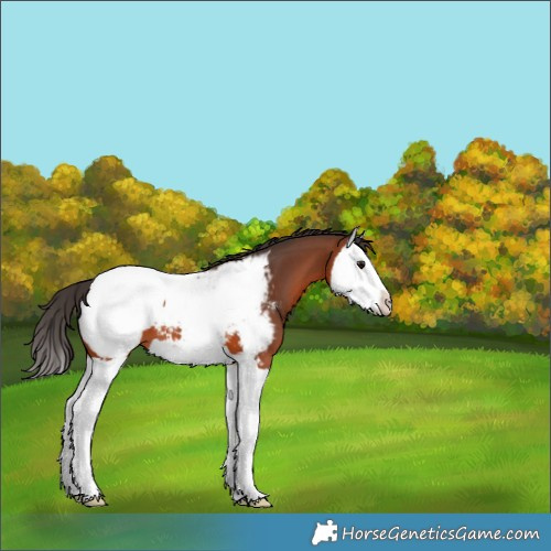 Horse Color:Bay Splash Snowcap 