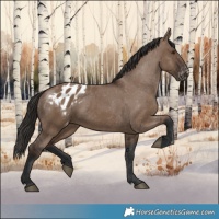 Horse Color:Liver Red Dun Appaloosa 