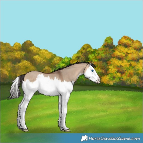 Horse Color:Bay Dun Splash 