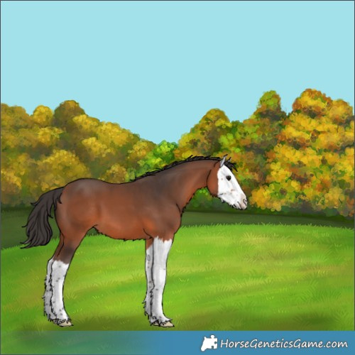 Horse Color:Bay Splash 