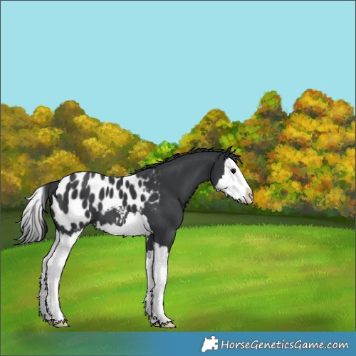 Horse Color:Black Splash Appaloosa 