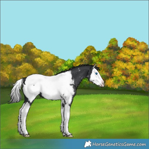 Horse Color:Black Splash Appaloosa 