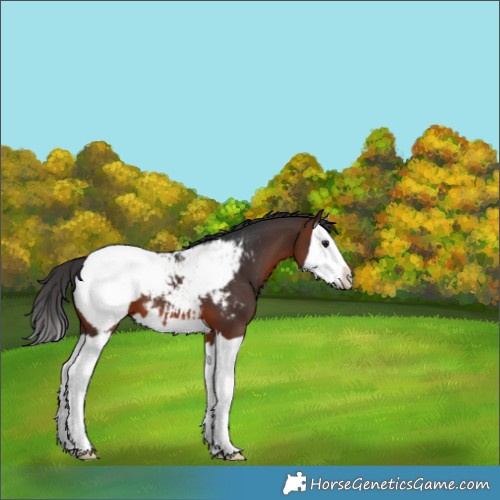 Horse Color:Brown Splash Appaloosa 