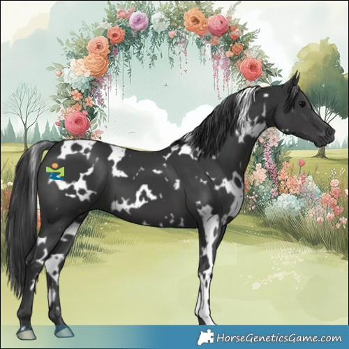 Horse Color:White Spotted Black 