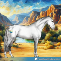 Horse Color:Gray Bay Appaloosa 