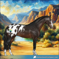 Horse Color:Gray Bay Appaloosa 