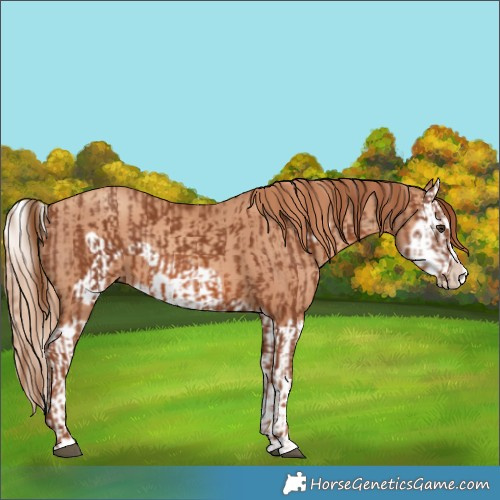 Horse Color:Chestnut Splash Frame and Gold Champagne Splash Frame