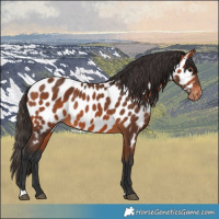 Horse Color:Bay Appaloosa 